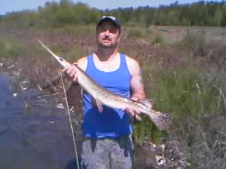 LONG NOSE GAR