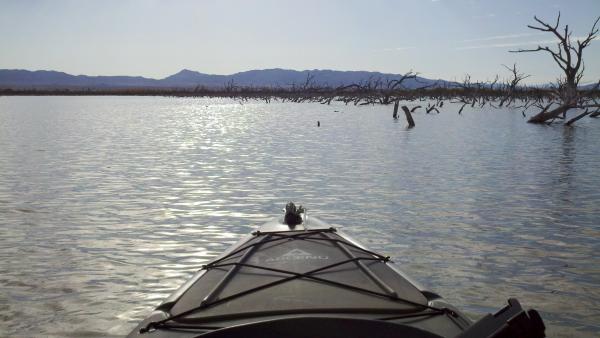 Paddling Through A Maze Of Stumps