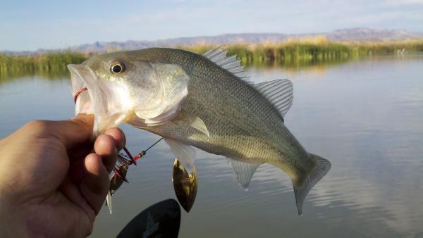 First Fish Of The Season. 

Little Large Mouth Bass