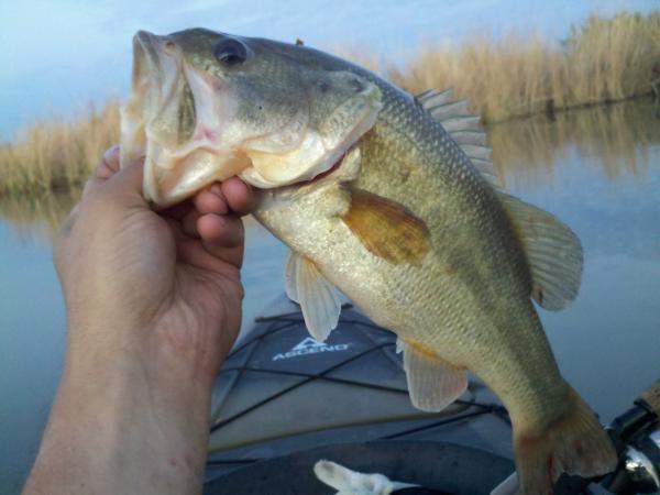 Nice Large Mouth