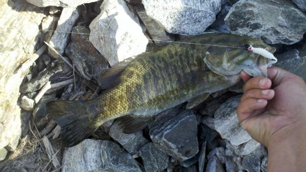 Small Mouth Bass