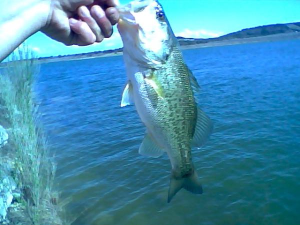 texas bass