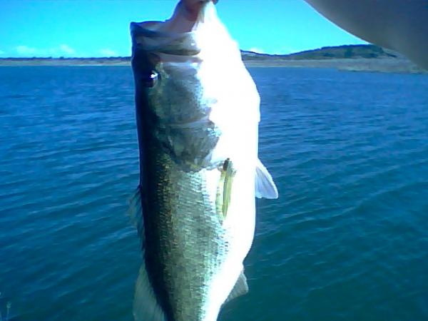 texas bass