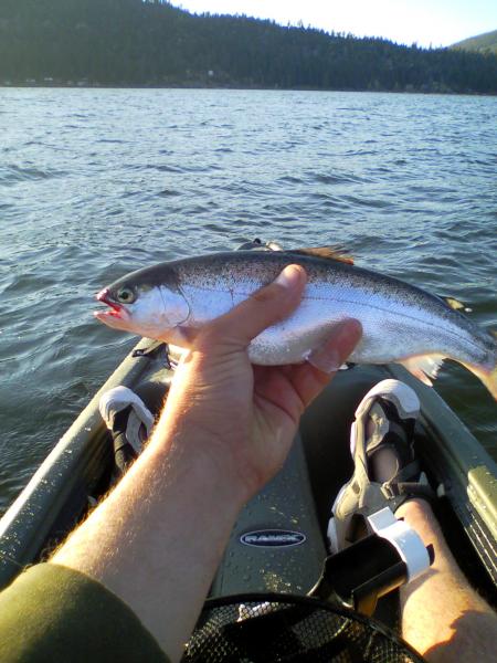 small big bear rainbow