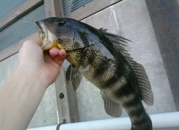 Healthy Spotted bay bass