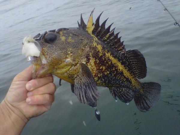 China Rockfish