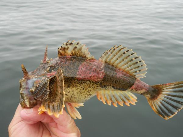 Sculpin like