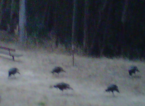 Turkeys at my campground