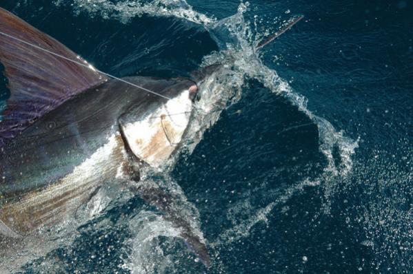 Pices Sportfishing Cabo Marlin