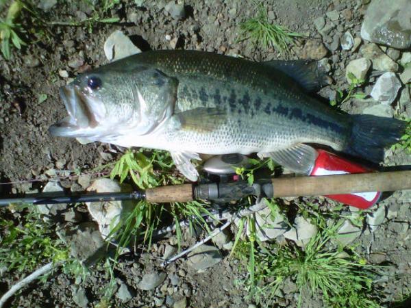 Steven's Creek Bass