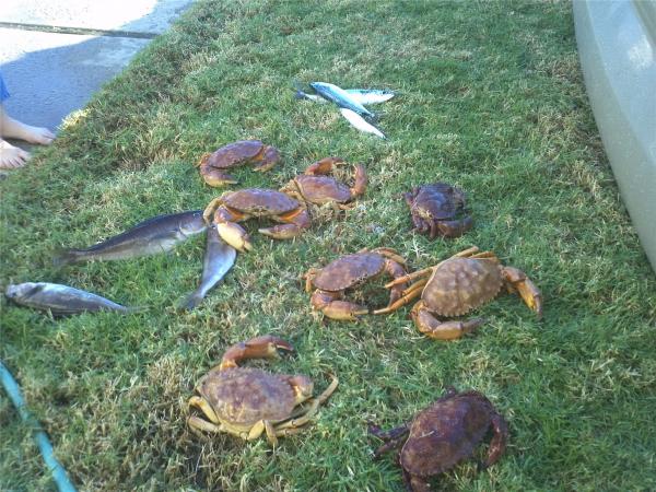 Copy of Rock Crabs and Whitefish