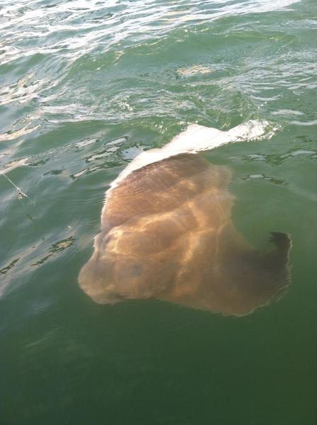 Bat ray that pulled me around the bay for 45 minutes. Jumped clean out of the water. Suprised the hell out of me.