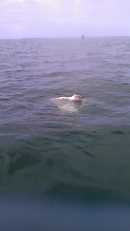 Bat Ray At Belmont Shore