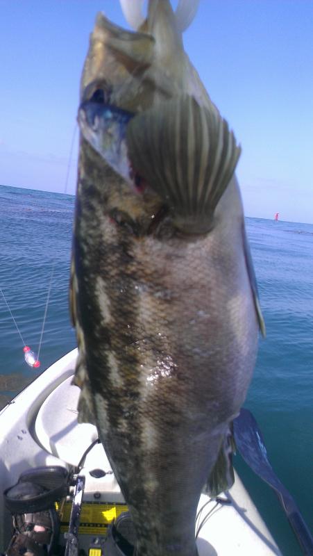 Calico Bass at Chafee Island