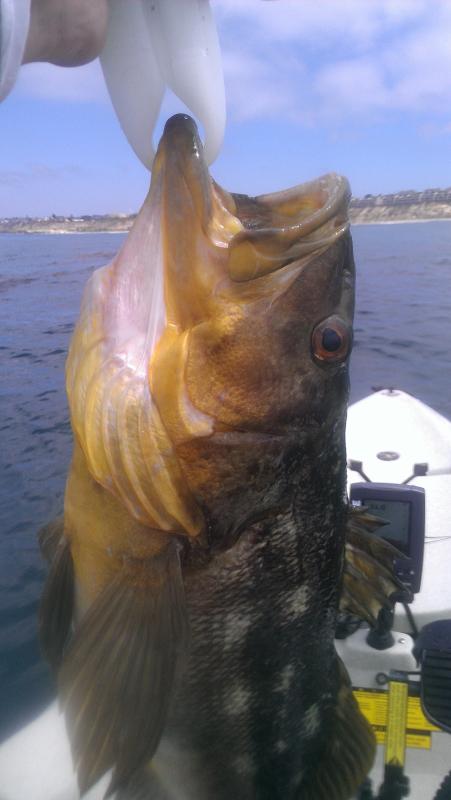 22" Calico Bass off Solana Kelp - 7/28 (Took a live Mac)