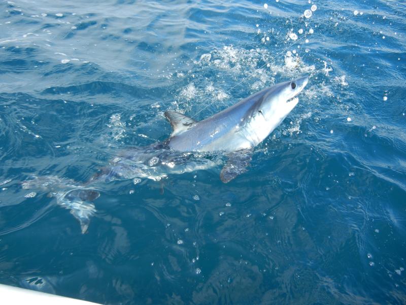 Off La Jolla in 100 ft deep water 5 foot Mako. Gnarly Teeth especially 2 1/2 feet next to my Kayak. Awesomely beautiful. (Released)