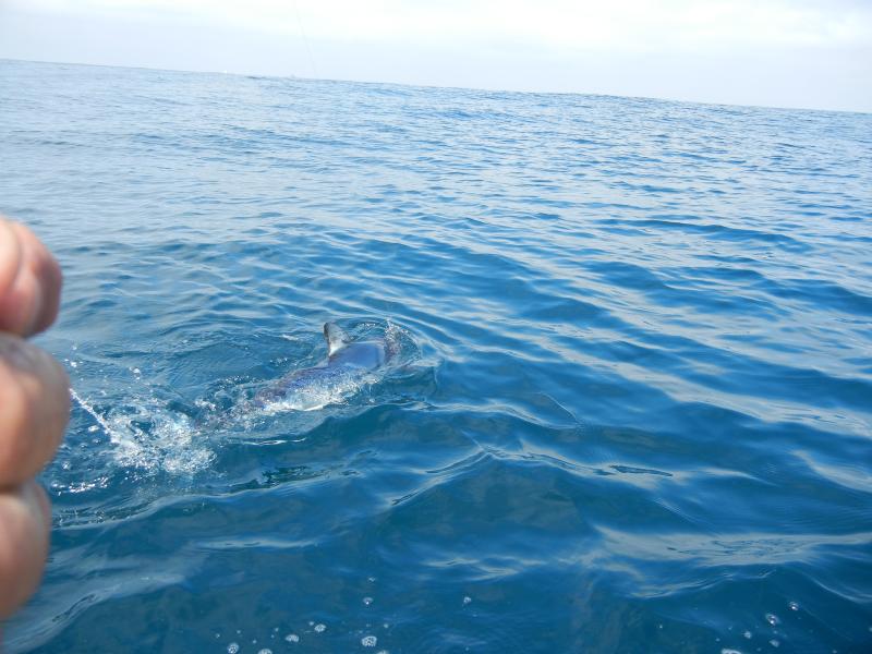 5 foot Mako, released. Swam away like he was in no hurry.