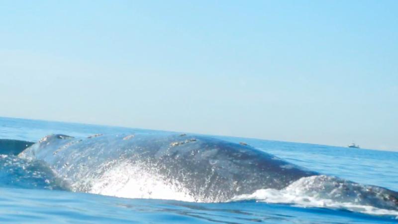 Grey whale off La Jolla 12/31/2013, he took my flyline mac and started to take me on a sleigh ride. I had to cut the braid line so as not to loose more line (a still from my 1080p video)