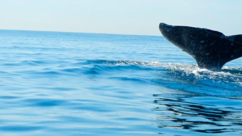 My 65lb braid fishing line coming of the top of the Gray whales fluke and going off the right margin. Started to take me on a sleigh ride before I cut line. Off La Jolla 12/31/2013