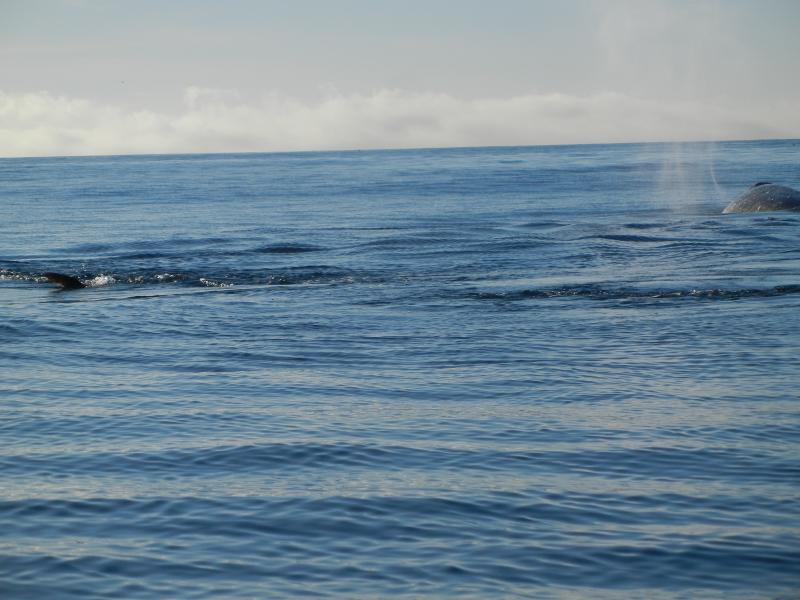 Gray whale spout from one and tail going under from a second.