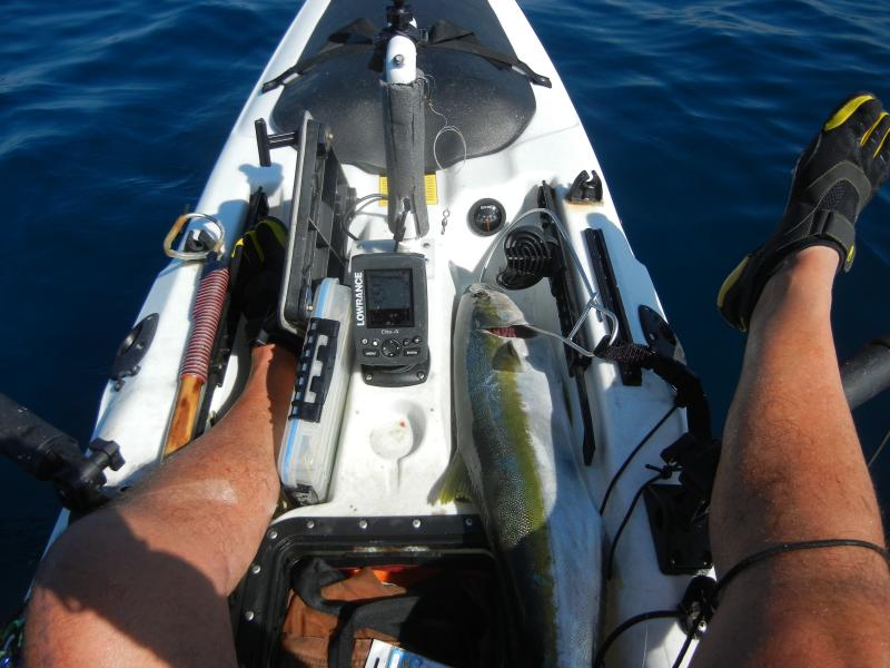 First kayak Yellow Tail, 10-25-14 Game clipped and bled.