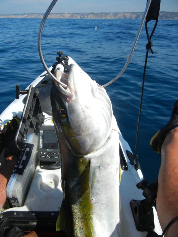 First kayak Yellow Tail