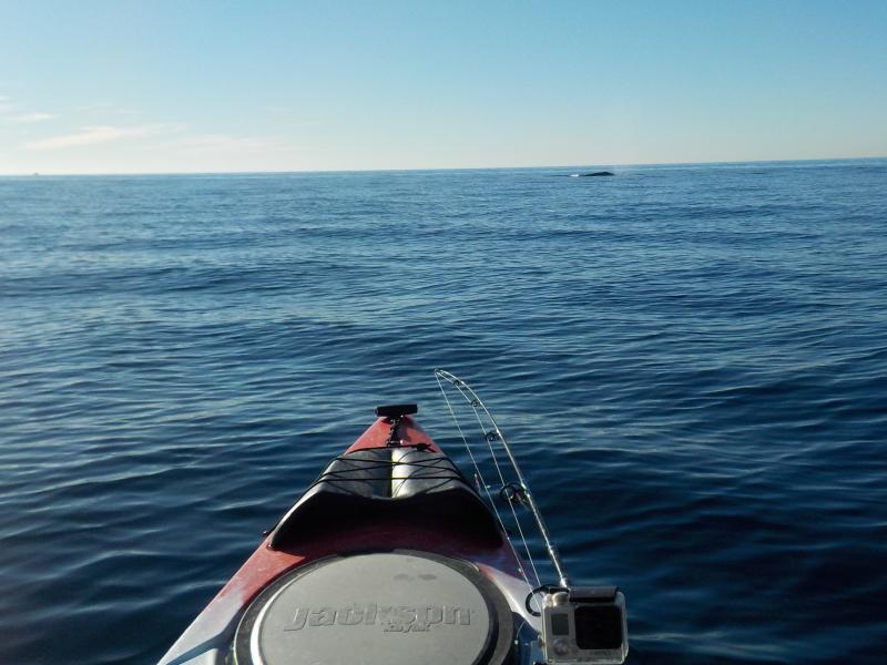 Grey Whale  near La Jolla Canyon 11-24-15