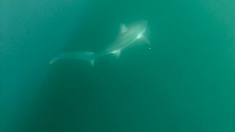 La Jolla Kayak Fishing 4 2 2017, large Thresher, approx. 130 lbs. Broke my Shimano Terez rod when he was up against the side of my Hobie Revo 13 and I was just in the process of cutting the line. He was too large for me to land by myself.