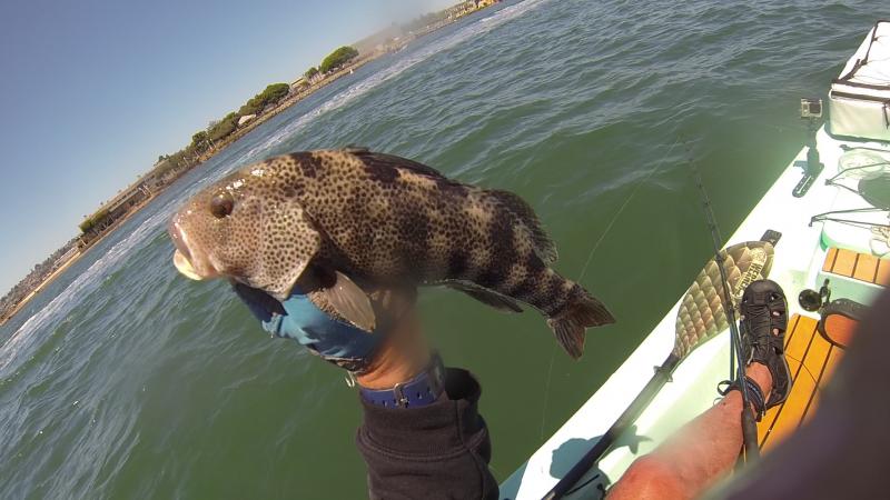 SD Bay Spottie (released)