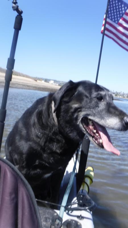 Toby going for his first kayak ride. Mission Bay 9/19/18