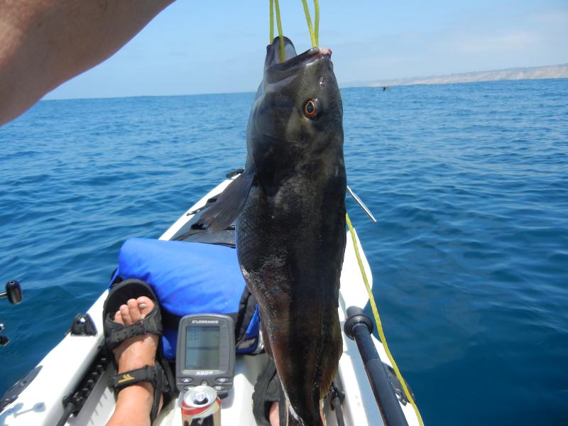 14 1/2" Bass caught around kelp and RELEASED.