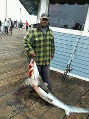 Thresher shark Oceanside pier