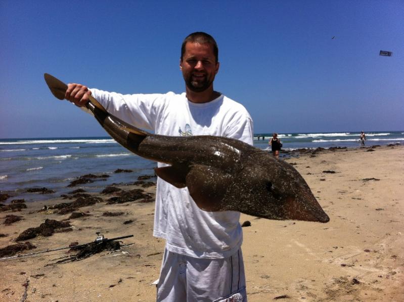 Shovelnose guitarfish (800x598)