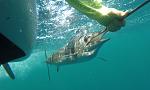 Reviving a Sailfish prior to release