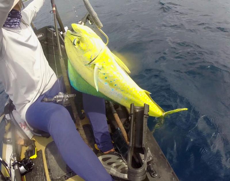 MahiMahi are generally bigger in the Bahamas