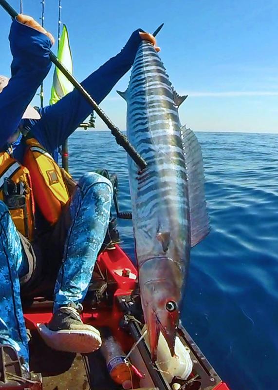 Wahoo on vertical jig