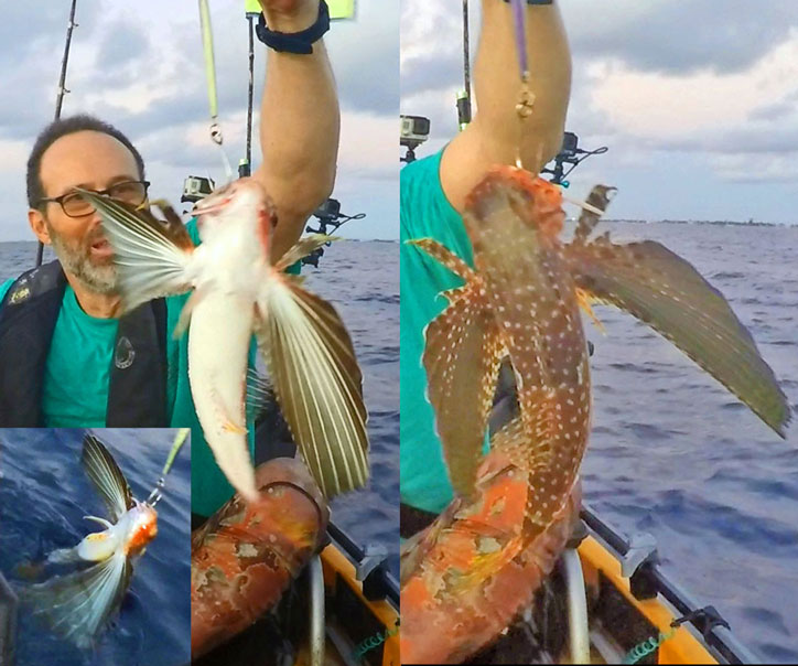 First Sea Robin on a vertical jig.