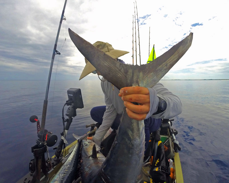 Double Strike of King Mackerel: One on the jig and the second on a large Bar Jack.