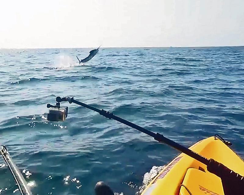 Sailfish off SE Florida