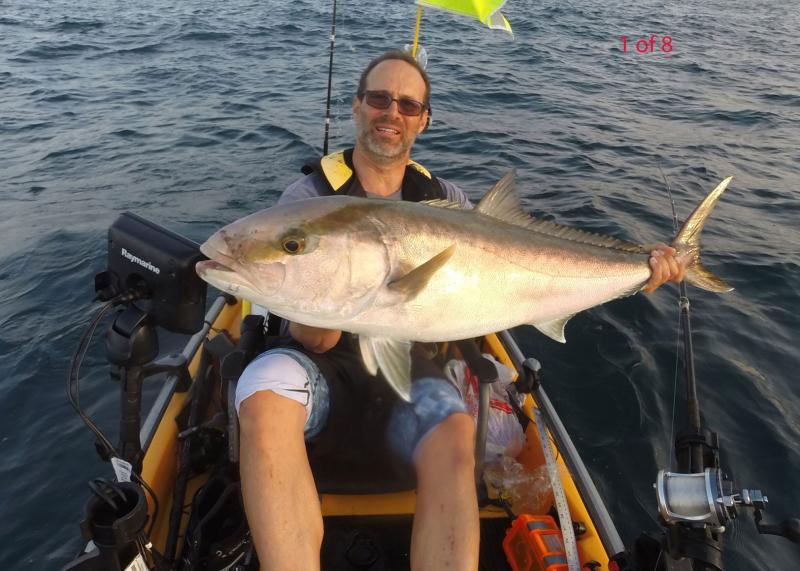 One of eight Catch, Photo, and Release Amberjack, taken on a speed jig - 23 April 2016