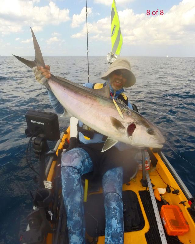 The 8th Catch Photo Catch and Release Amberjack(smallest) of the day of a good workout!  Note this fish had a chunk of it's gill plate cover missing on the left side.