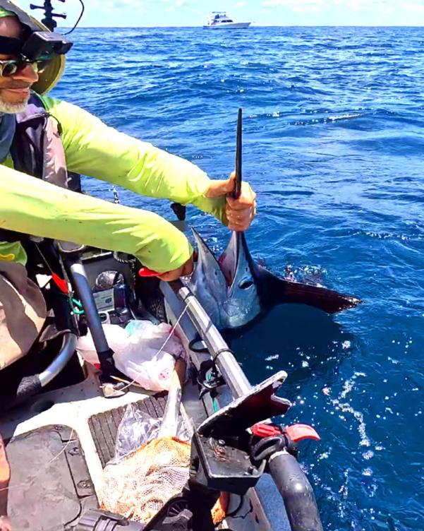 Unhooking a sailfish - April 2024