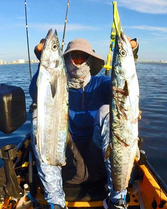 Limit of King Mackerel taxed by Barracuda