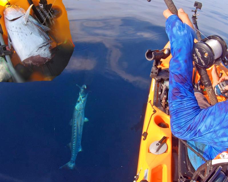 A Great Barracuda chomps the propeller off a Little Tunny before I can reel it in.