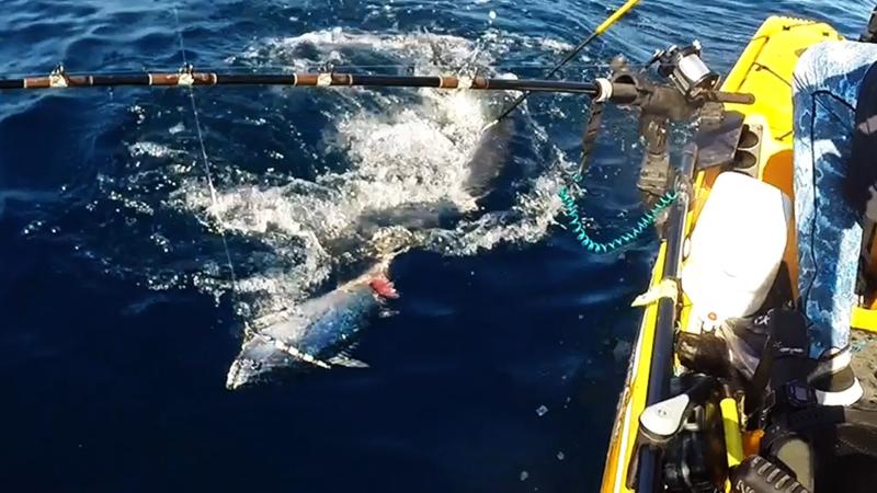 Free Gaffing a Barracuda that was chomping on my Little Tunny.