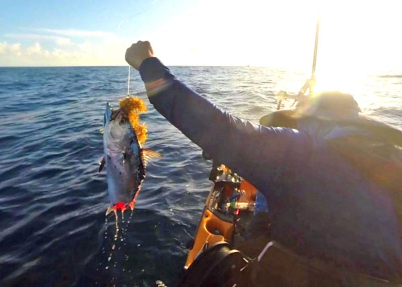 Little Tunny hooked on a vertical jig and taxed before landing.