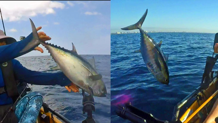 Blackfin Tunas