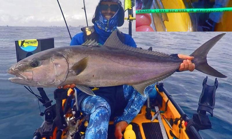 Previously tagged Amberjack is caught, photographed and Released.