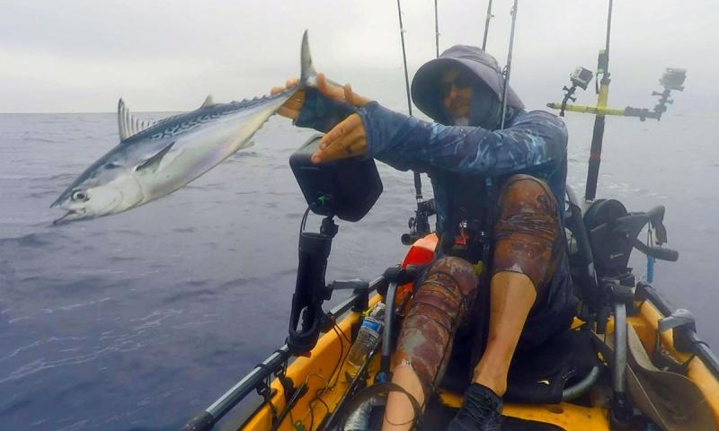 Releasing a Little Tunny aka Bonito in Florida.
