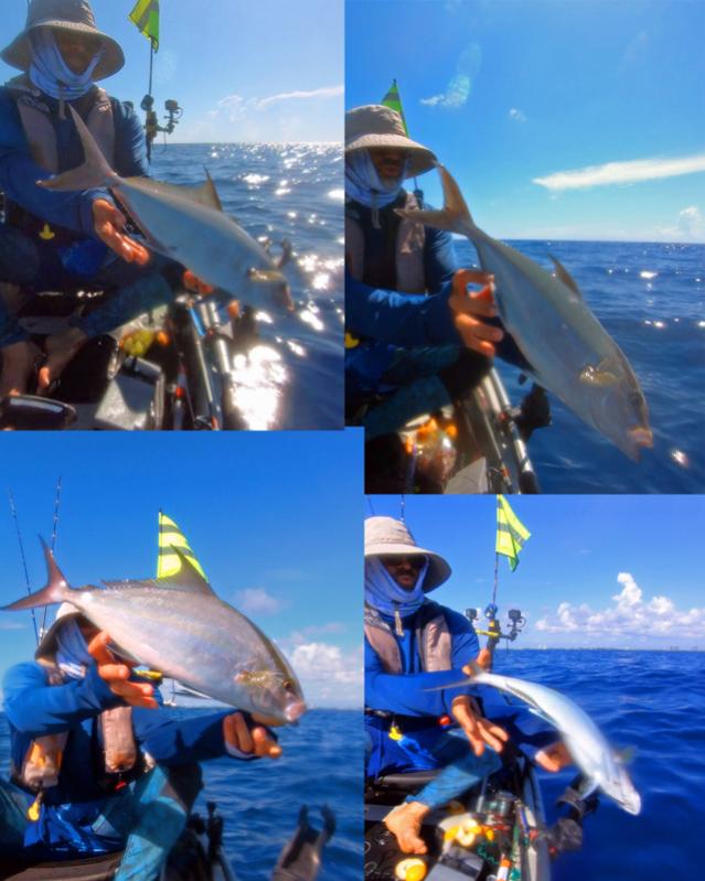 Releasing Almaco Jacks